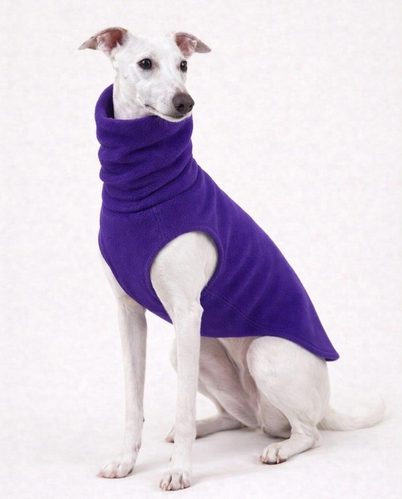 May include: A white dog wearing a vibrant purple fleece turtleneck sweater, sitting against a plain white background. The dog's sleek coat contrasts with the rich color of the sweater, which covers the dog's torso and neck, providing warmth and style.