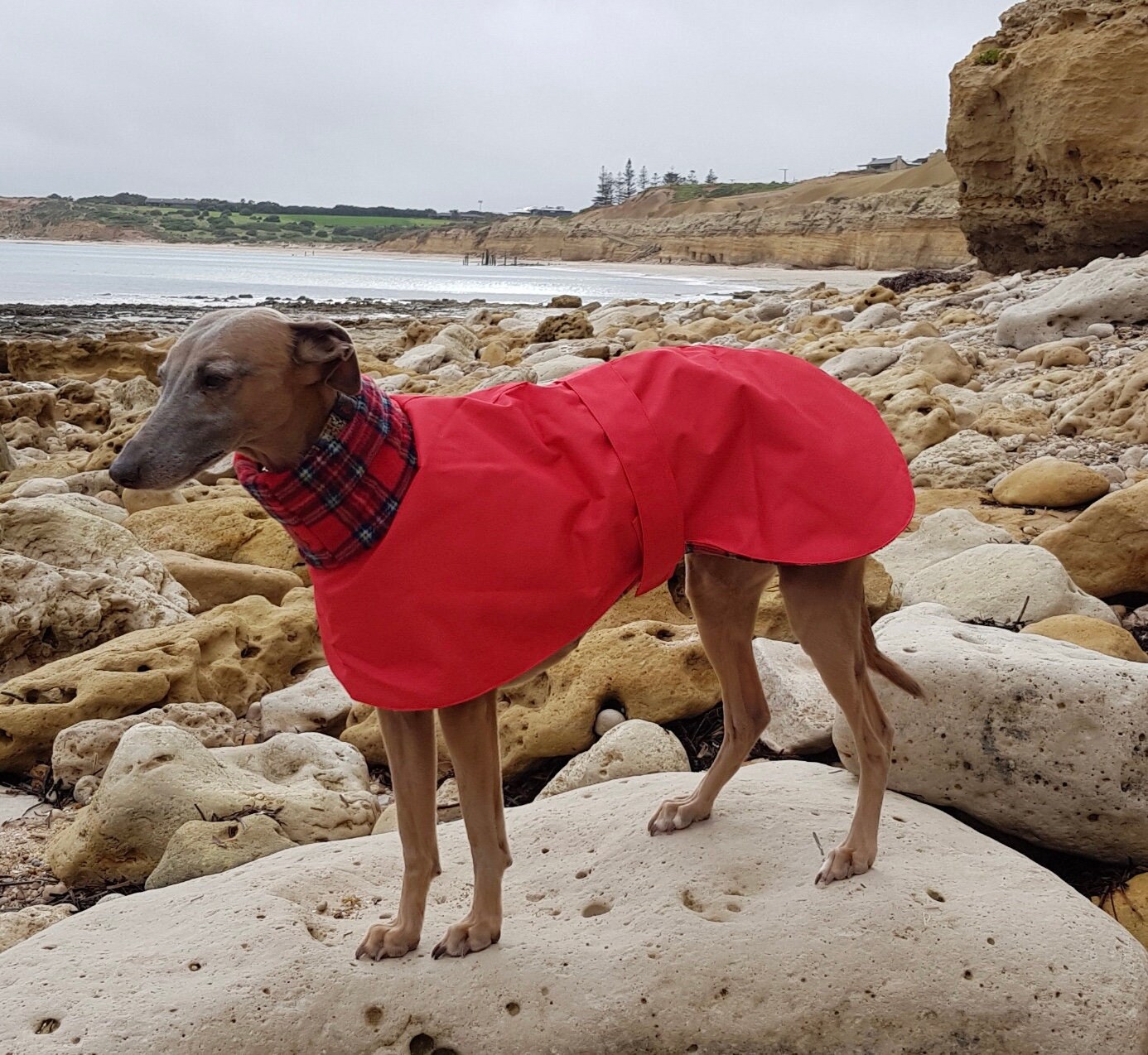 Greyhound Coat, Fleece Lined Coat, Whippet Coat,cótaí fuipéideacha