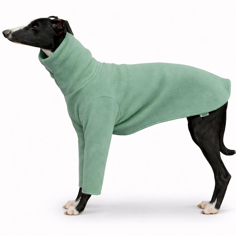 May include: A dog wearing a light green fleece dog coat with a high collar. The dog is black and white with a sleek coat. The dog coat covers the dog's body and legs, providing warmth and protection.
