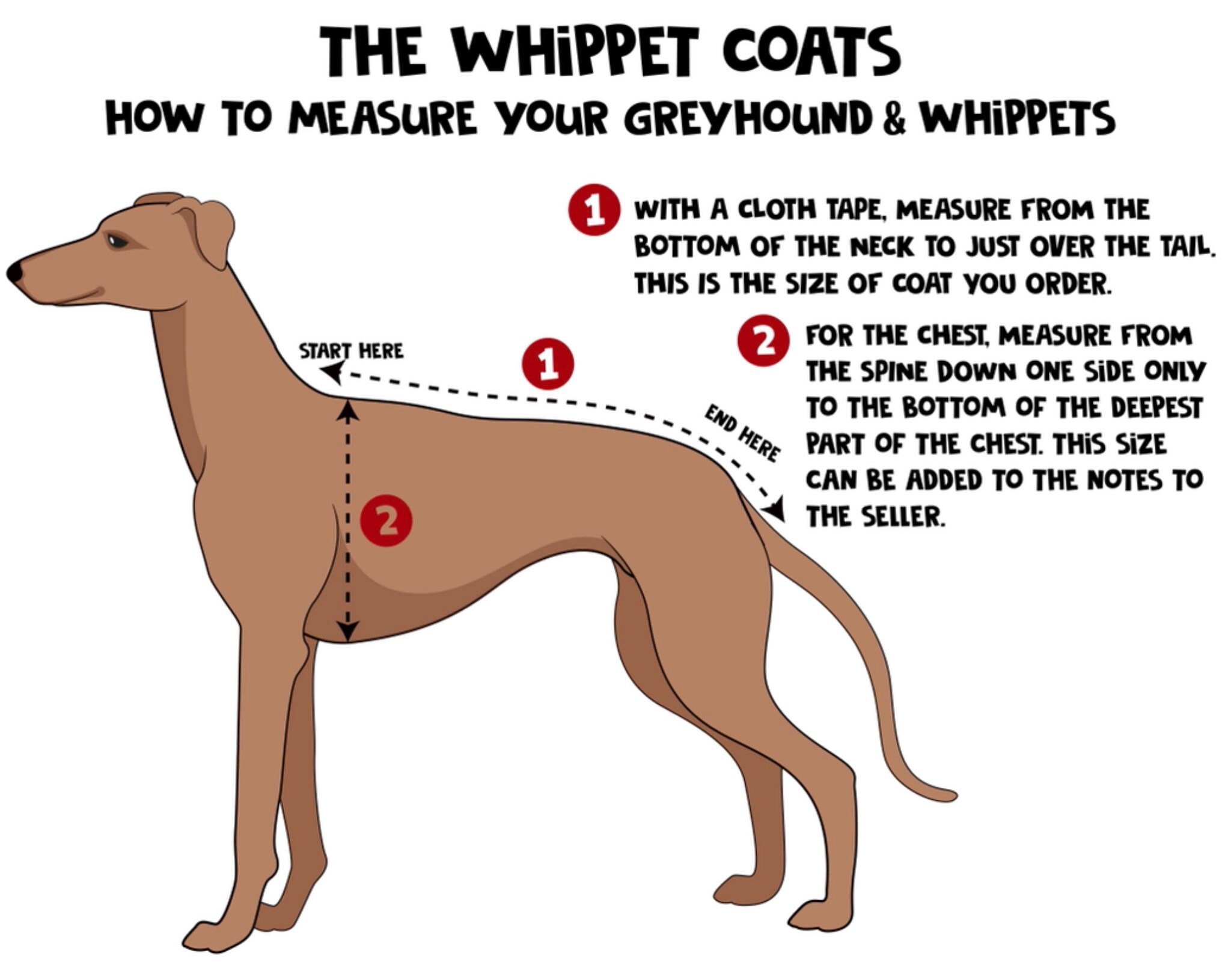 how to measure a whippet for a coat