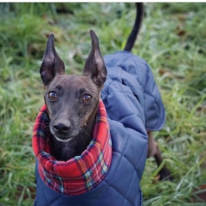 Italian greyhound quilted waterproof winter coats,Cirneco dell'Etna coats,whippet pup coats,dog coats custom made image 6