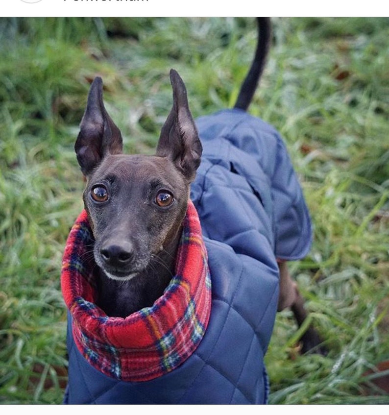 Italian greyhound quilted waterproof winter coats,Cirneco dell'Etna coats,whippet pup coats,dog coats custom made image 6