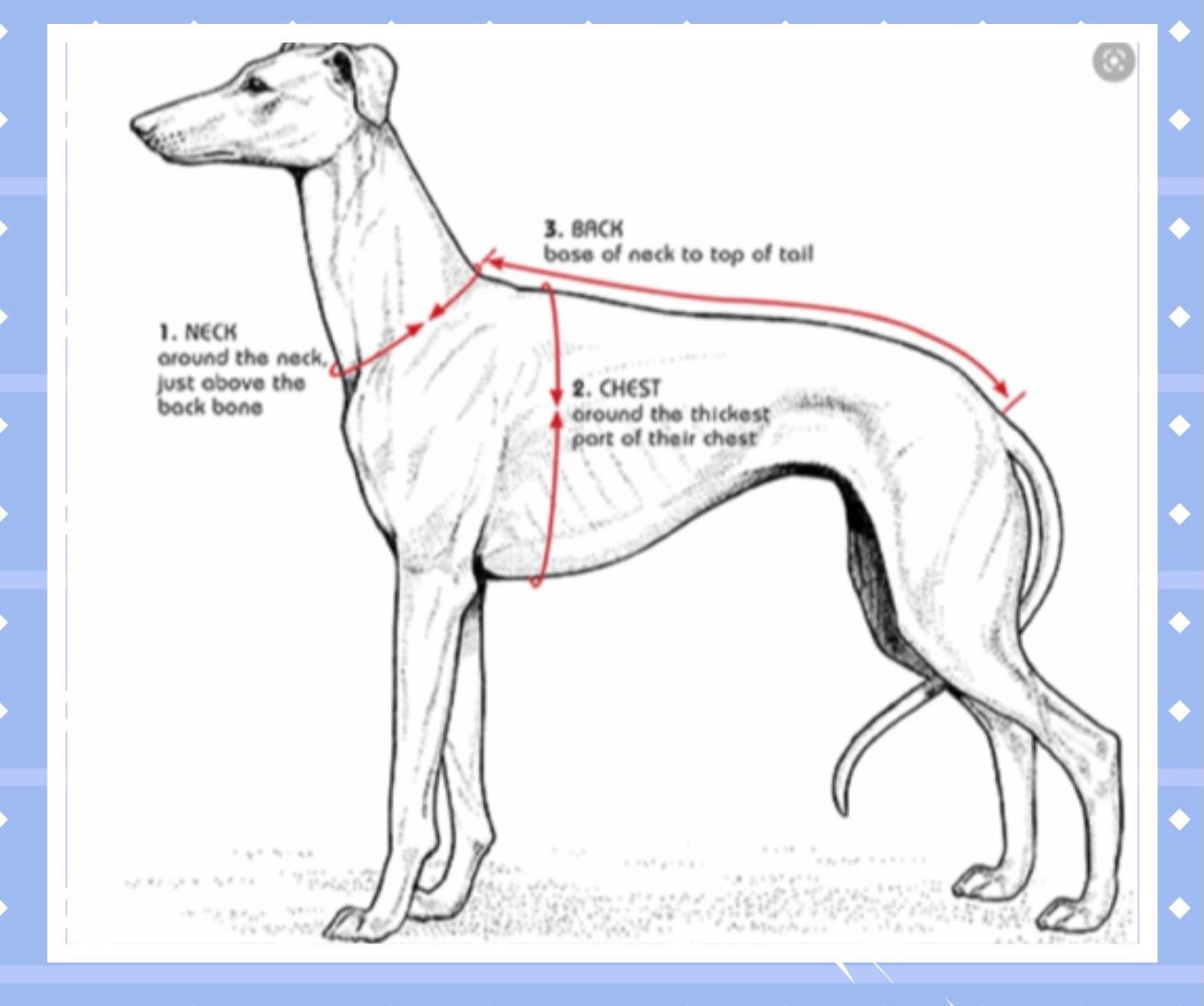 Do Greyhounds Need Pyjamas