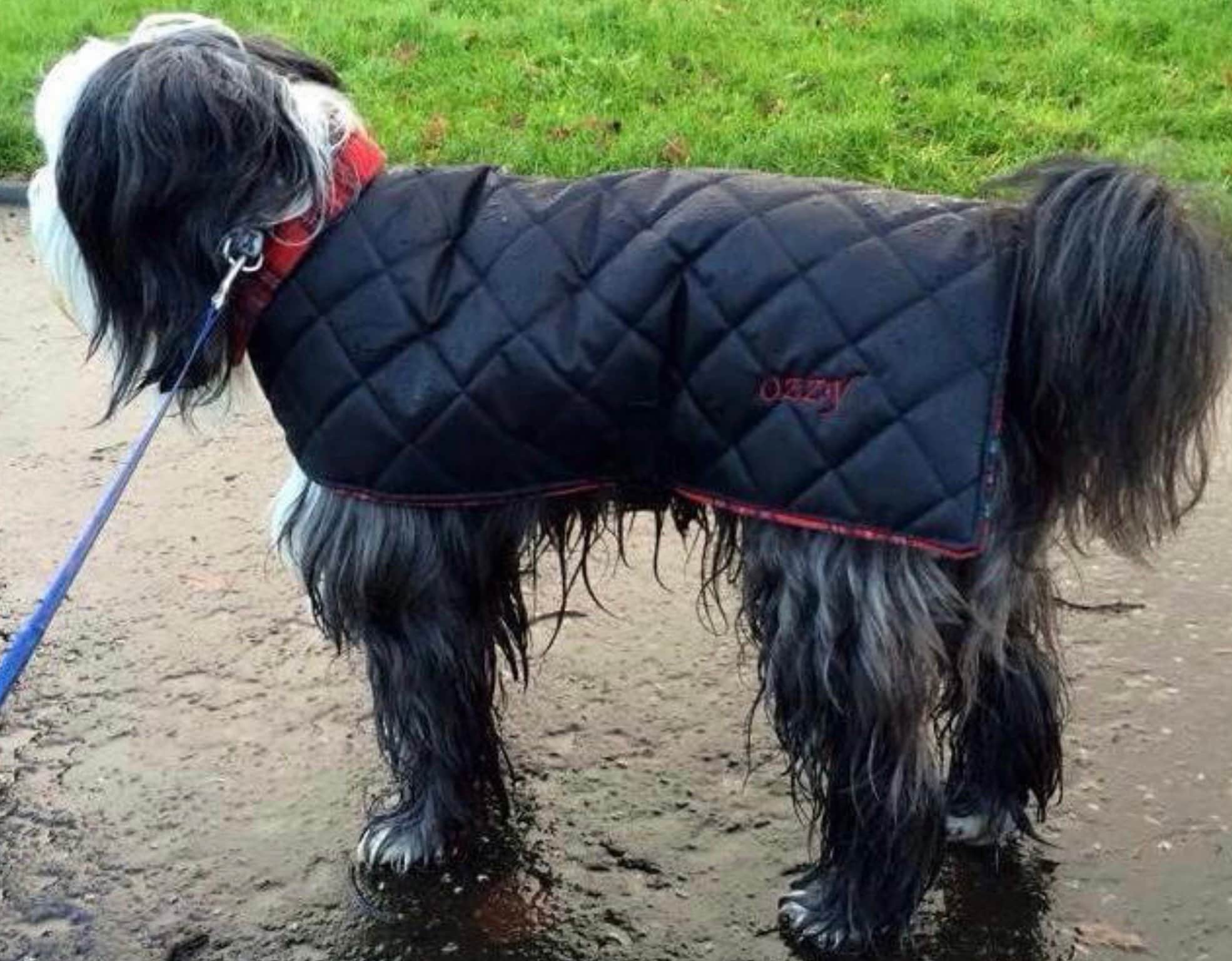 Waterproof quilted fleece lined dog 