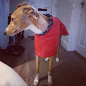 Imperméables d'été doublés de coton Whippet et Greyhound. image 8