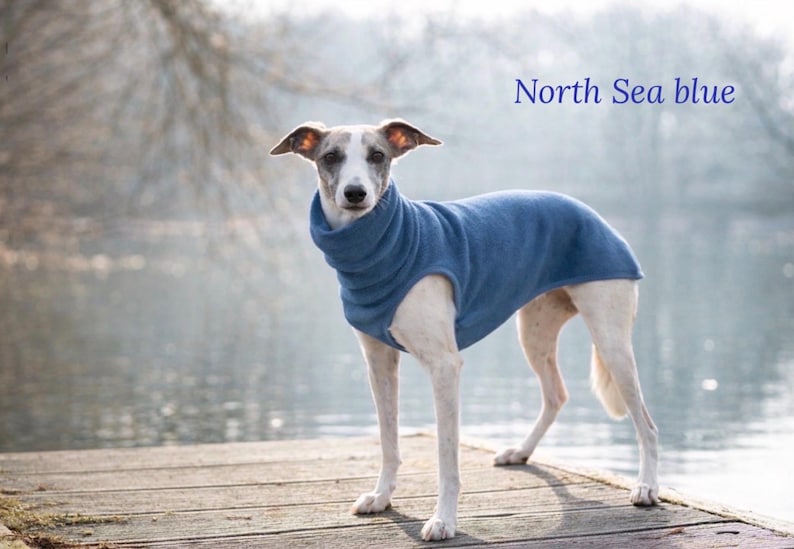 May include: A slender dog wearing a North Sea blue fleece sweater stands on a wooden dock. The dog has a white and gray coat and is looking directly at the camera. The background features a blurred body of water and trees.