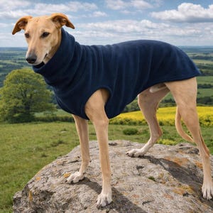 May include: A tan dog wearing a navy blue fleece dog coat with a high collar, standing on a large rock. The dog is outdoors with a green field and blue sky in the background. The coat covers the dog's back and chest.