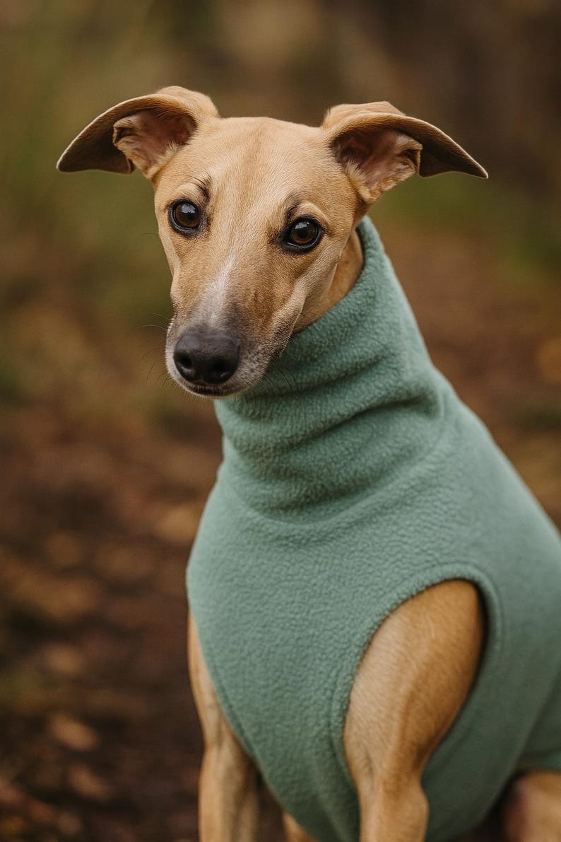 May include: A tan-colored dog wearing a teal fleece sweater. The dog has large, dark eyes and floppy ears. The sweater covers the dog's neck and chest, with an opening for the front legs. The background is blurred, with shades of brown and green.