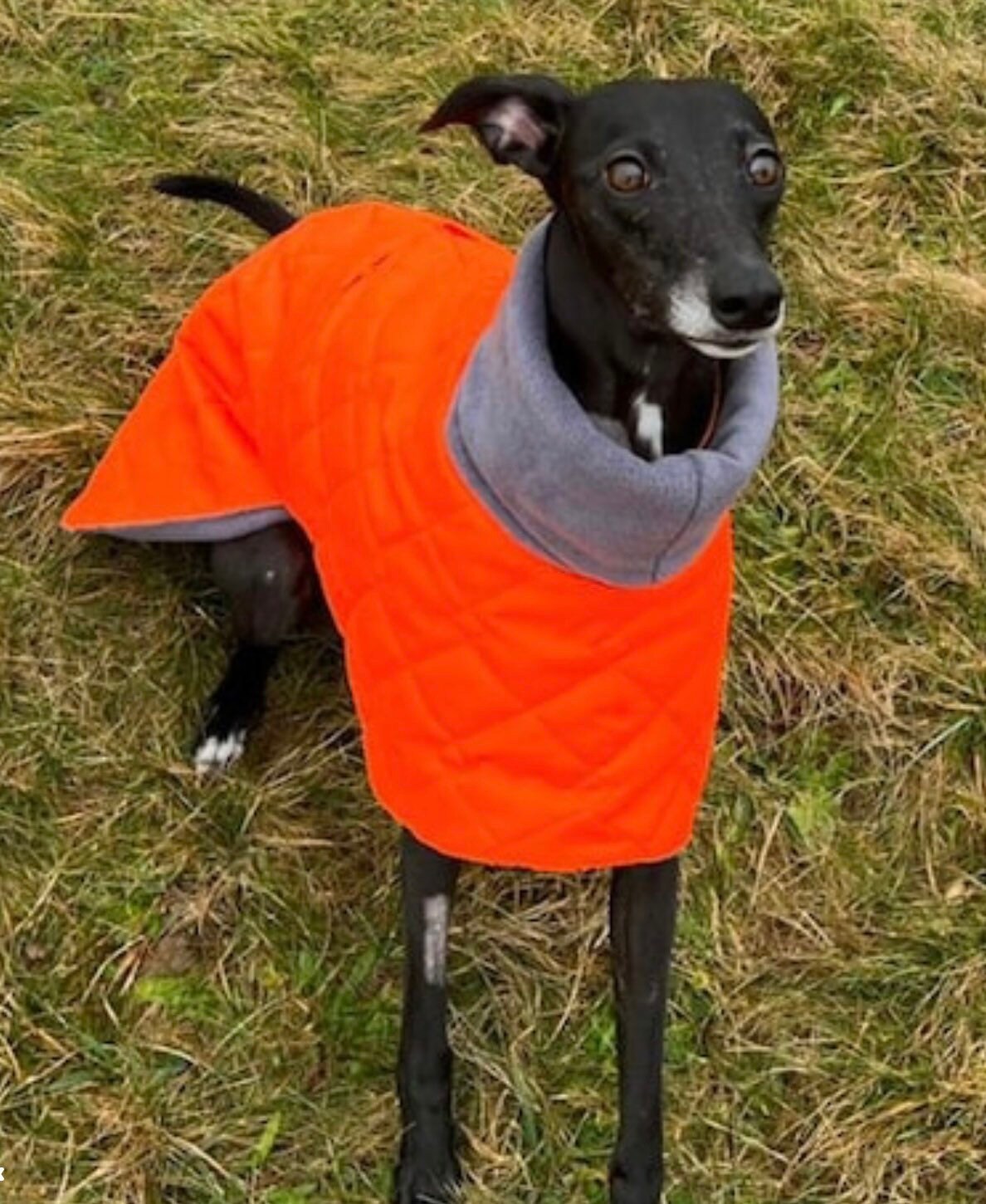 saluki coat