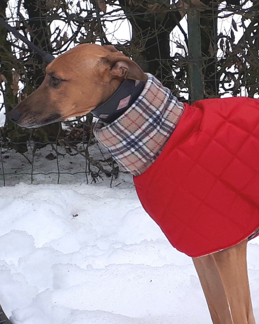 Greyhound waterproof winter coats with a long fleece neck. Etsy