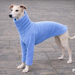 May include: A light-colored dog wearing a powder blue turtleneck sweater. The dog is standing on a gray stone surface. The word "POWDER" is written in white text at the bottom right of the image.