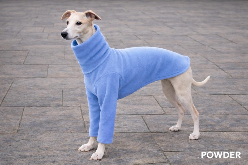 May include: A light-colored dog wearing a powder blue turtleneck sweater. The dog is standing on a gray stone surface. The word "POWDER" is written in white text at the bottom right of the image.