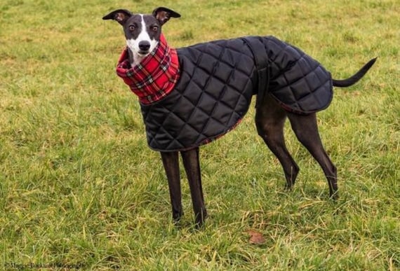Waterproof Winter Greyhound Coats. Winter Coats for Greyhound. - Etsy