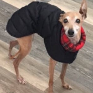 Italian greyhound quilted waterproof winter coats,Cirneco dell'Etna coats,whippet pup coats,dog coats custom made image 4