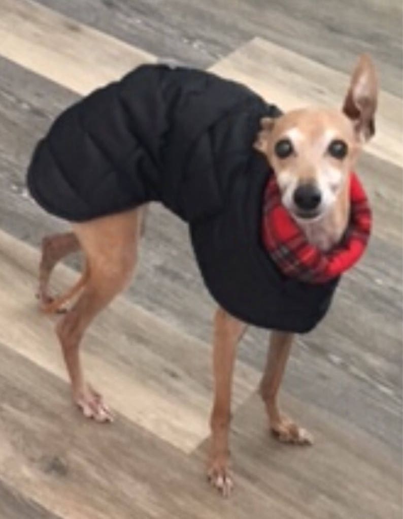 Italian greyhound quilted waterproof winter coats,Cirneco dell'Etna coats,whippet pup coats,dog coats custom made image 4