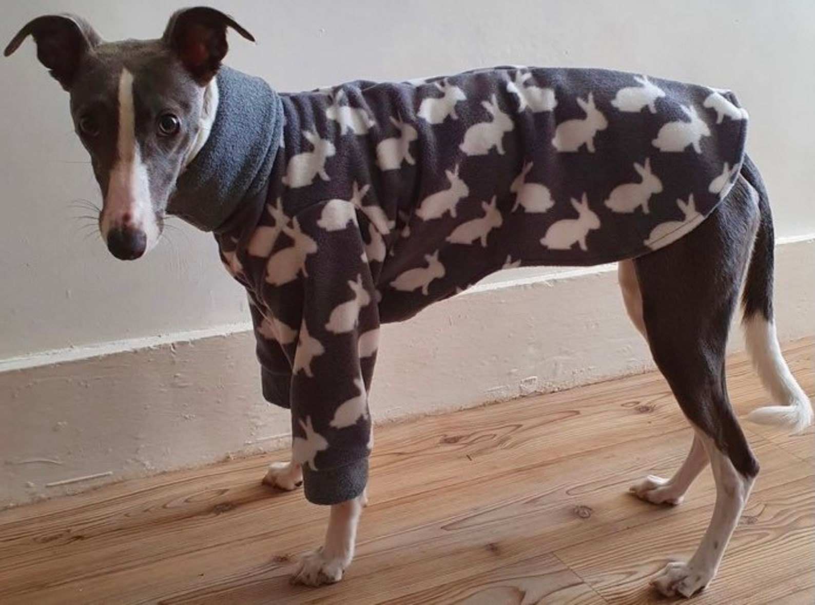 Greyhound Pyjamas Greyhound Clothing Pharaoh Hound Pjs Dog Etsy