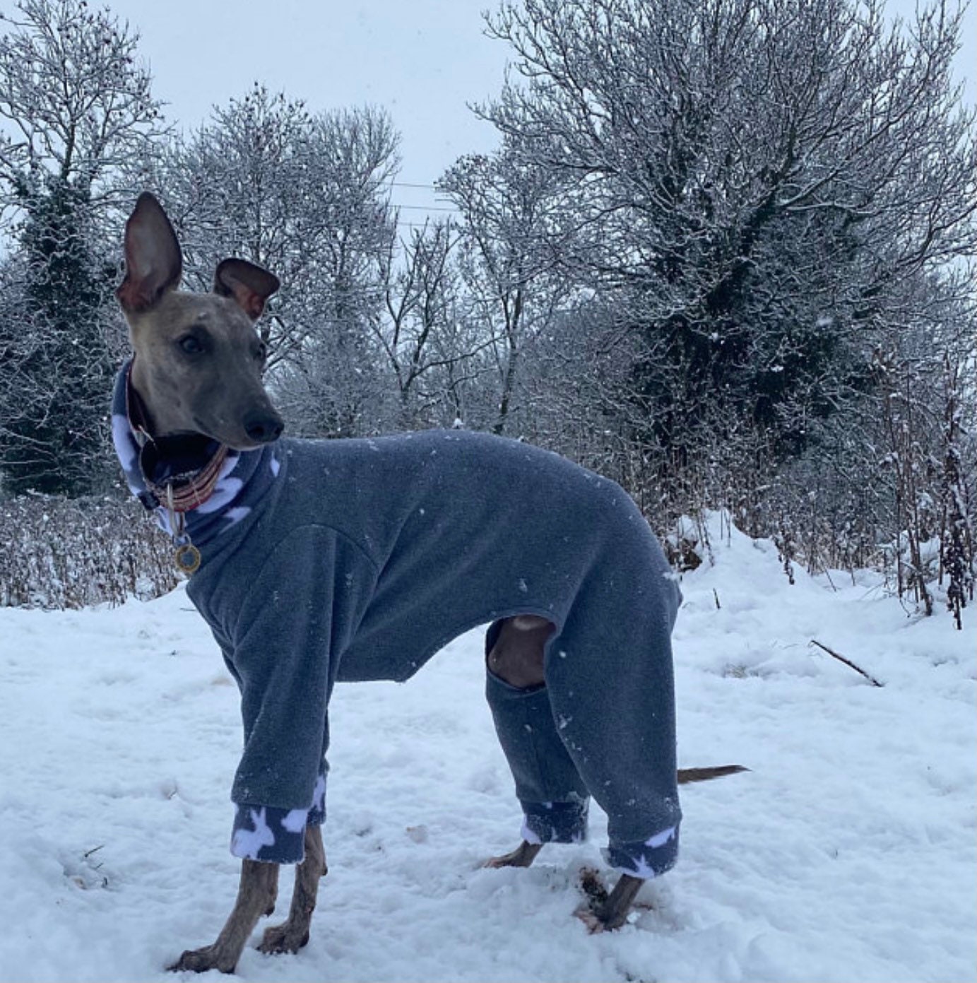 whippet pyjamas