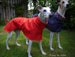 Lightweight/Summer Sighthound, greyhound, whippets High-Collar Raincoat custom made to order cotton lined raincoat. 