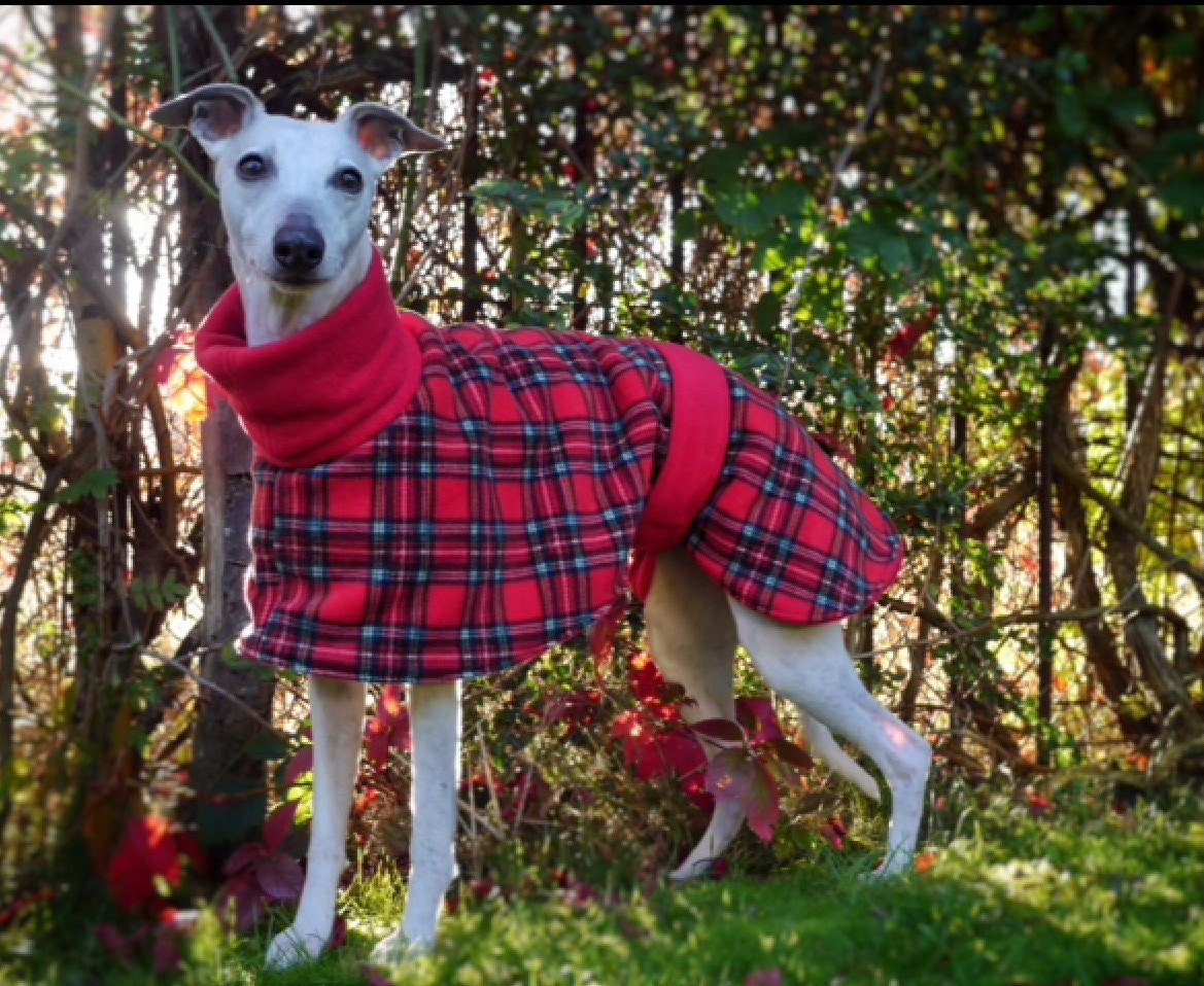 whippet coats for winter