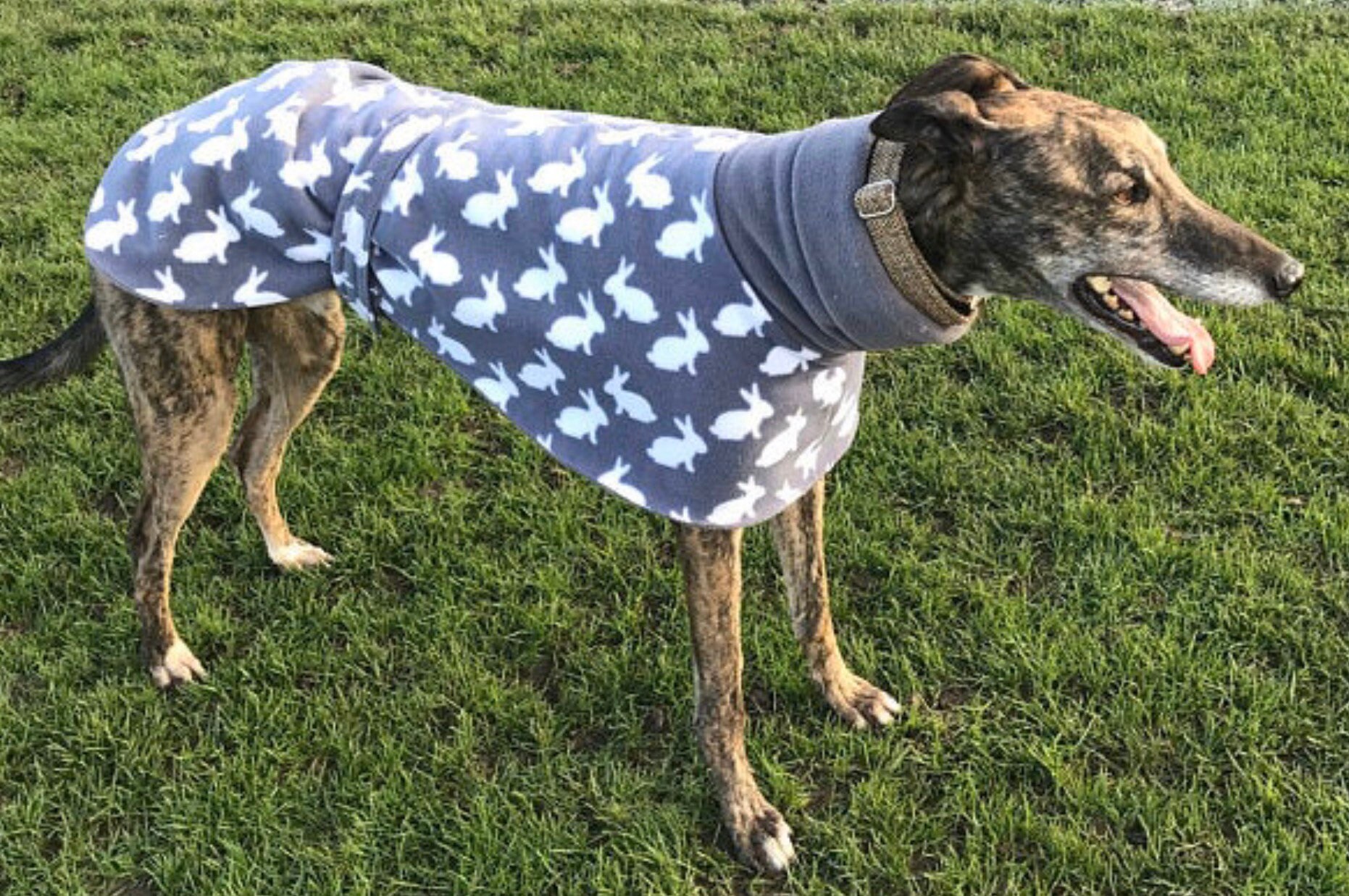 Greyhound house coat cheap
