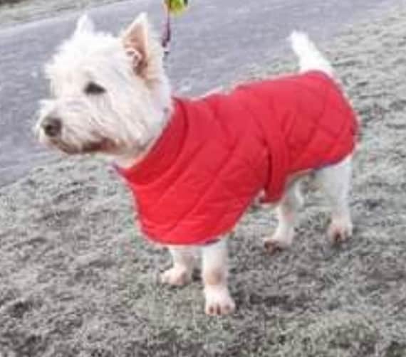 dog coats for winter small