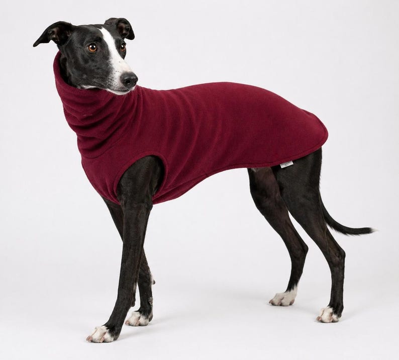 May include: A sleek, black and white dog wearing a burgundy fleece dog coat. The coat has a high collar and covers the dog's body, providing warmth. The dog is standing on a white surface.