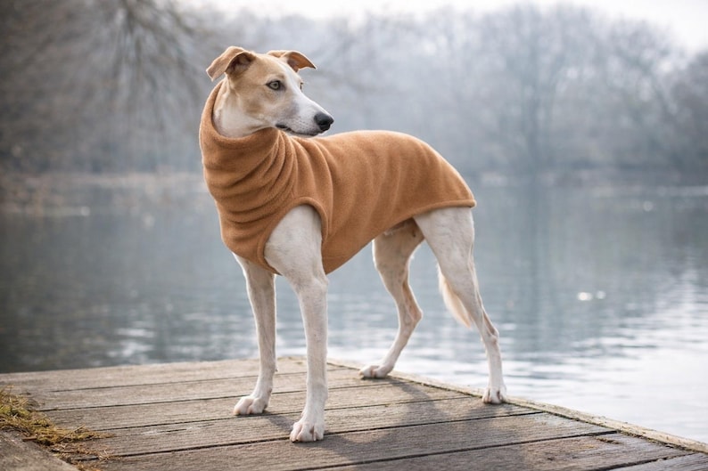 May include: A tan-colored dog wearing a brown fleece dog coat stands on a wooden dock. The dog has white and tan fur and is looking to the side. The background features a body of water and trees.