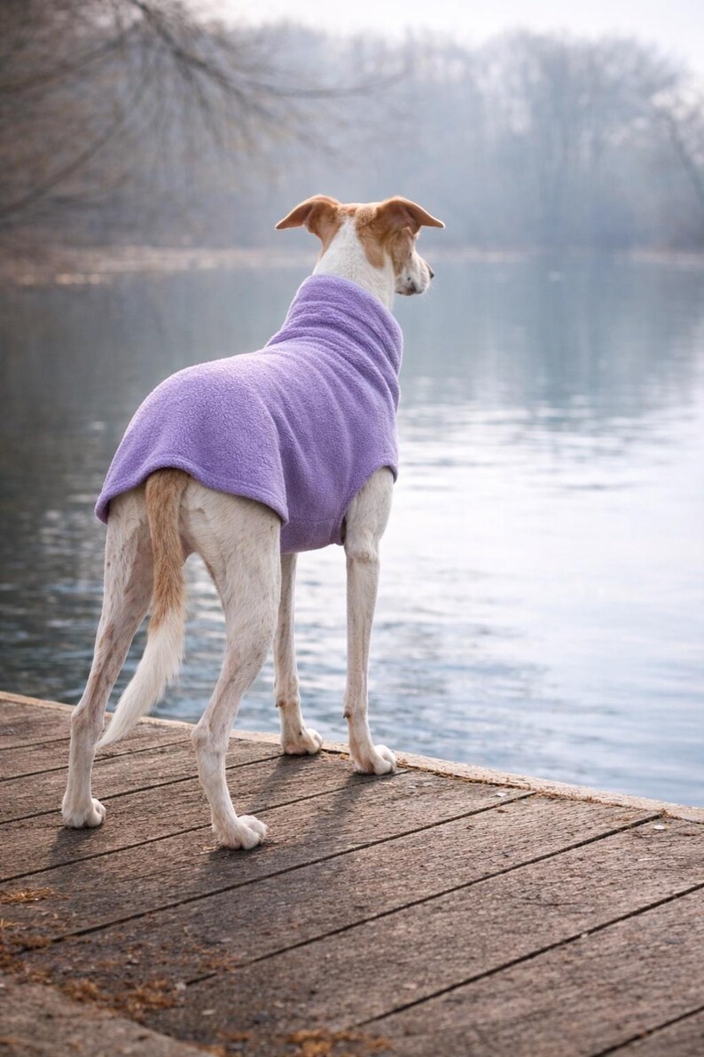 May include: A dog wearing a purple fleece sweater stands on a wooden dock, looking out at a body of water. The dog has white and tan fur. The background features a blurred view of trees and water.
