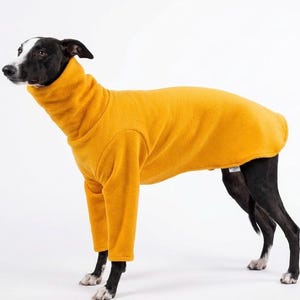 May include: A dog wearing a mustard yellow turtleneck sweater. The dog has black and white markings and is standing against a white background. The sweater covers the dog's body and legs.