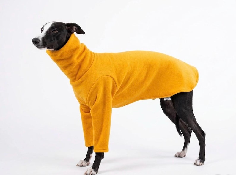 May include: A dog wearing a mustard yellow turtleneck sweater. The dog has black and white markings and is standing against a white background. The sweater covers the dog's body and legs.