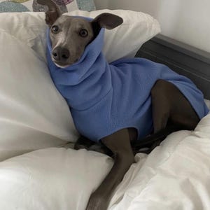 May include: A grey Italian Greyhound dog wearing a light blue fleece dog coat, resting on a white bed. The dog's ears are perked up, and it is looking directly at the camera. The coat covers the dog's body and neck.