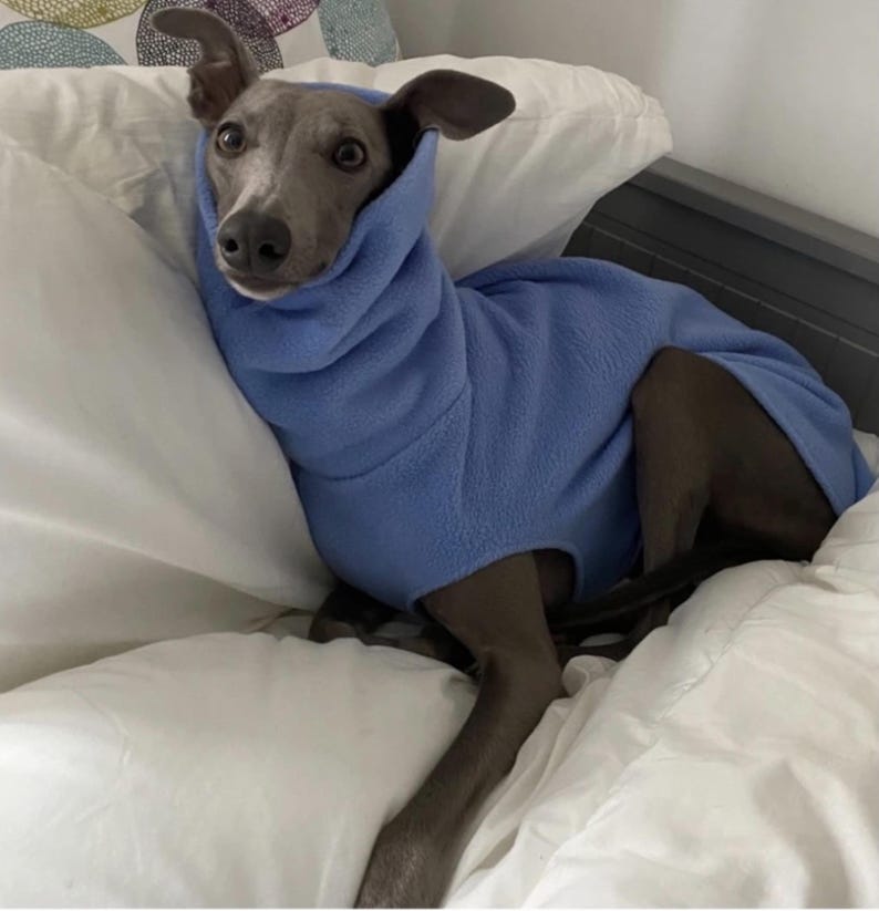 May include: A grey Italian Greyhound dog wearing a light blue fleece dog coat, resting on a white bed. The dog's ears are perked up, and it is looking directly at the camera. The coat covers the dog's body and neck.
