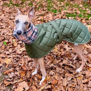Waterproof whippet coat  whippet dog jackets  waterproof coats for whippets  jackets for whippet puppy