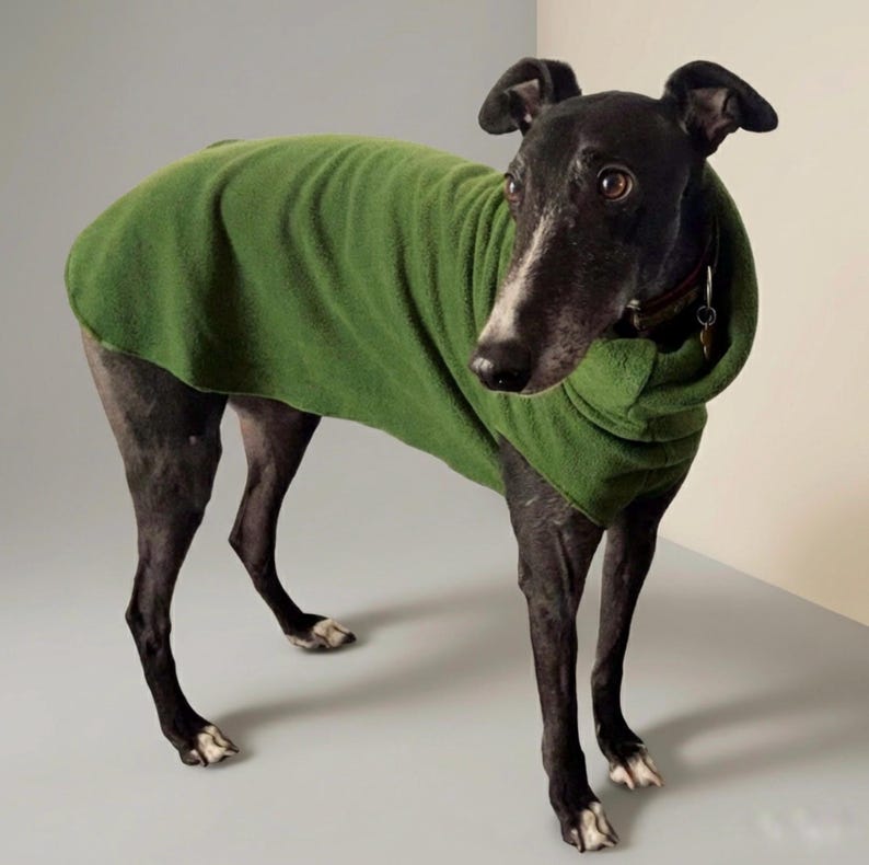 May include: A black Greyhound dog wearing a green fleece dog coat. The dog is standing on a light gray surface, with a neutral background. The dog's coat is a solid, vibrant green color.