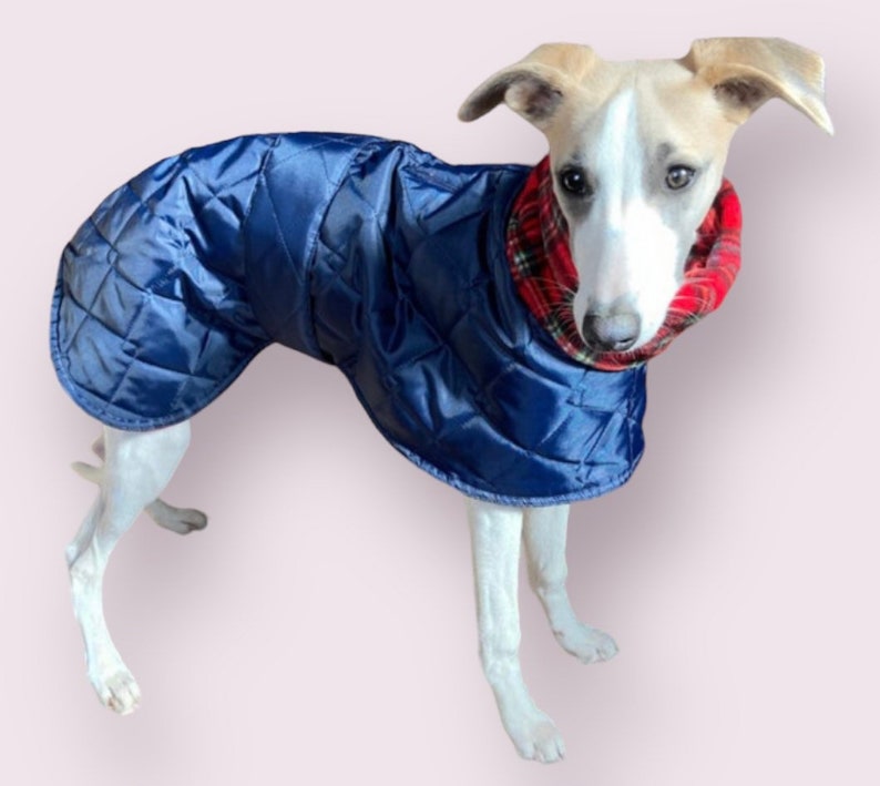 Italian greyhound quilted waterproof winter coats,Cirneco dell'Etna coats,whippet pup coats,dog coats custom made image 3