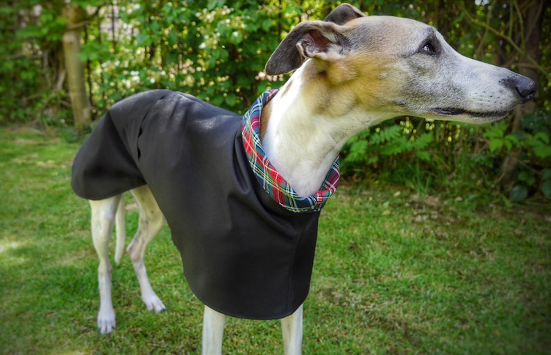 Imperméables d'été doublés de coton Whippet et Greyhound. image 2