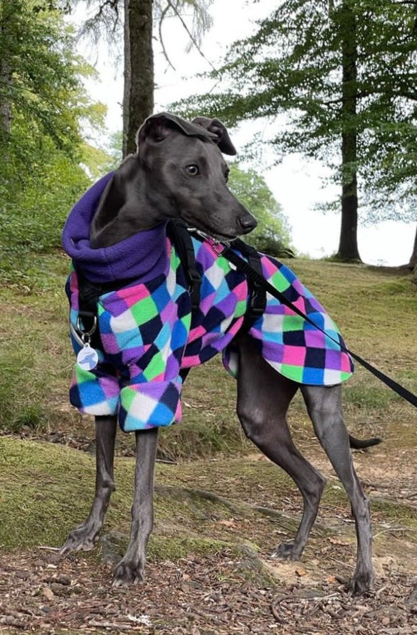 Greyhound Pyjamas Greyhound Clothing Pharaoh Hound Pjs Dog Etsy