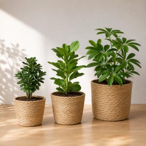 May include: Three green potted plants in cylindrical containers wrapped in natural tan rope. The plants vary in height and leaf shape, with the smallest on the left, a medium plant in the centre, and the largest, broad-leafed plant on the right.