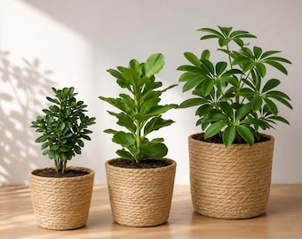 Set of 3 Handwoven Seagrass Plant Baskets, Natural Indoor Planters, Boho Home Decor