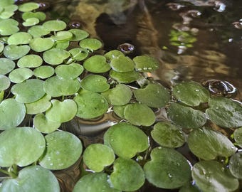 Amazon Frogbit (Limnobium laevigatum), Floating Plant for Aquiarum, Home Grown.
