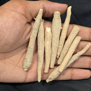 K&ouml;nnte beinhalten: Eine Ansammlung von sieben getrockneten, hellbeigen Ginsengwurzeln mit einer strukturierten, holzigen Oberfl&auml;che. Die Wurzeln sind l&auml;nglich, schlank und variieren leicht in der Dicke, mit nat&uuml;rlichen Maserungen und kleinen Fasern.