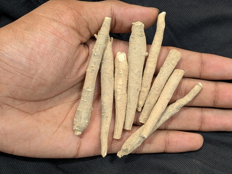 K&ouml;nnte beinhalten: Eine Ansammlung von sieben getrockneten, hellbeigen Ginsengwurzeln mit einer strukturierten, holzigen Oberfl&auml;che. Die Wurzeln sind l&auml;nglich, schlank und variieren leicht in der Dicke, mit nat&uuml;rlichen Maserungen und kleinen Fasern.