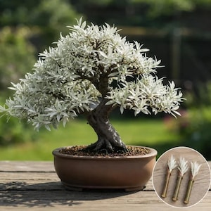 Pode incluir: Um bonsai com folhas branco-prateadas e um tronco escuro e texturizado plantado num vaso redondo de cerâmica castanha. Uma inserção circular mostra três pequenos caules lenhosos separados com folhas branco-prateadas numa superfície de madeira.