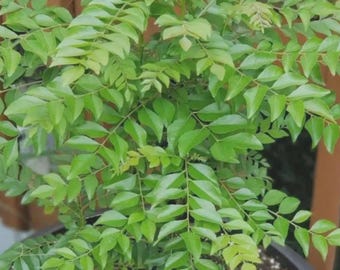 Live Curry Leaf Plant (Murraya Koenigii) | Fresh Culinary Herb Plant | Aromatic Kitchen Garden Herb | Indoor & Outdoor Plant