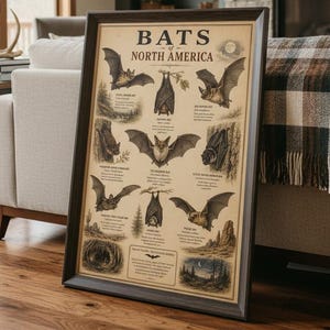 May include: A framed educational poster titled BATS of NORTH AMERICA featuring detailed vintage-style illustrations of various bat species in flight and roosting positions, accompanied by descriptive text labels for each animal and a small map.