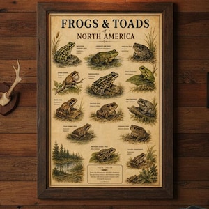May include: A framed wall poster titled FROGS & TOADS of NORTH AMERICA featuring detailed illustrations of various amphibian species with scientific labels, set against a vintage-style beige background within a dark brown wooden frame.