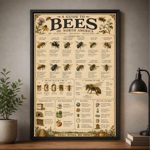 May include: A framed educational poster titled A Guide to Bees of North America, featuring detailed illustrations of twelve common bee species, a bee life cycle diagram, anatomy labels, and informative text sections about bee habitats and conservation.