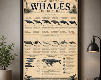 Whale Poster Vintage Whale Chart Marine Life Wall Art Ocean Print Blue Whale Orca Beluga Coastal Decor Gift For Ocean Lover Home