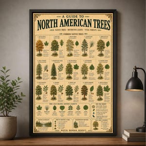 May include: A framed educational poster titled A Guide to North American Trees, featuring illustrations of fifteen common native trees with their names, scientific names, and descriptions, alongside a section on tree leaf shapes and facts.