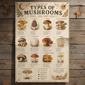 May include: A rectangular educational poster titled A Guide to Types of Mushrooms featuring twelve detailed illustrations of various fungi species with descriptive text, a crescent moon, and a sun icon on a cream-colored background.